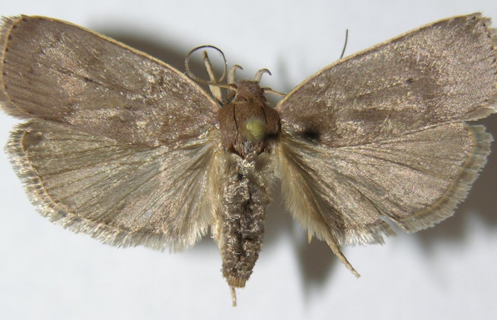 Figura 8. Adulto de <i>Anadasmus</i> Janzen25 (Depressariidae), hembra vista dorsal, localidad Vado Lonchocarpus, Sector Mundo Nuevo ACG (490m). Voucher: 08-SRNP-57489-DHJ503350.jpg.