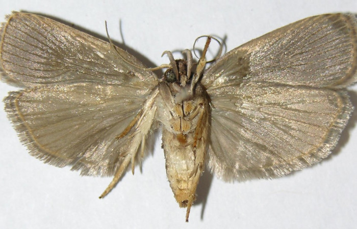 Figura 9. Adulto de <i>Anadasmus</i> Janzen25 (Depressariidae), hembra vista ventral, localidad Vado Lonchocarpus, Sector Mundo Nuevo ACG (490m). Voucher: 08-SRNP-57489-DHJ503351.jpg.