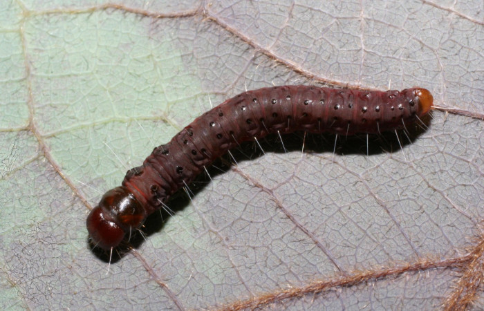 Figura 22. Larva <i>Anadasmus</i> Janzen29 (Depressariidae), último estadío (U) vista dorsal, localidad Sendero Naciente, Sector Pitilla ACG (700m). Voucher: 09-SRNP-31683-DHJ458748.jpg.