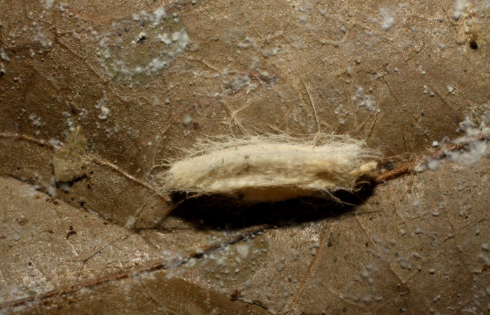 Figura 14. Capullo de parásito <i>Hypomicrogaster</i> Janzen02 (Braconidae) que ataca <i>Anadasmus</i> Janzen25 (Depressariidae), localidad Finca San Gabriel, Sector San Cristóbal ACG (645m). Voucher: 09-SRNP-3856-DHJ474911.jpg.