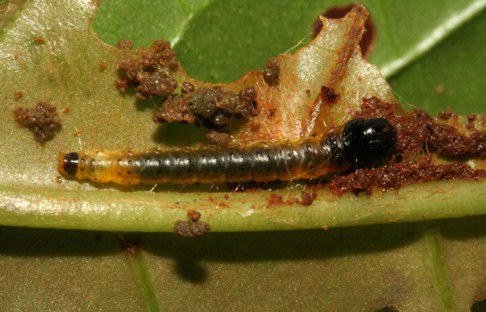 Figura 28. Larva <i>Anadasmus</i> Janzen42 (Depressariidae), último estadío (U) vista dorsal, localidad Río Blanco Abajo, Sector San Cristóbal ACG (500m). Voucher: 09-SRNP-5337-DHJ464125.jpg.