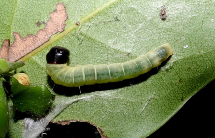 Figura 3. Larva <i>Anadasmus</i> Janzen25 (Depressariidae), penúltimo estadío (PU) vista dorsal, localidad Portón Rivas, Sector Mundo Nuevo ACG (570m). Voucher: 09-SRNP-55231-DHJ452226.jpg.