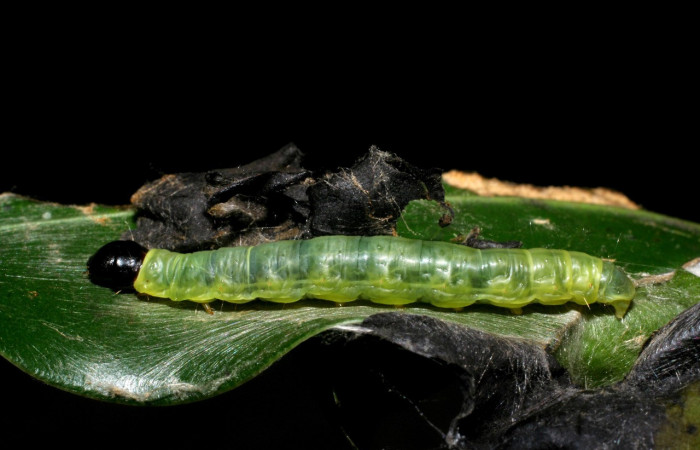 Figura 4. Larva <i>Anadasmus</i> Janzen25 (Depressariidae), último estadío (U) vista lateral, localidad Portón Rivas, Sector Mundo Nuevo ACG (570m). Voucher: 09-SRNP-55231-DHJ452232.jpg.