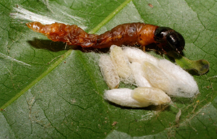 Figura 18. Capullos de parásito <i>Dolichogenidea</i> Rodriguez90 (Braconidae) que ataca <i>Anadasmus</i> Janzen25 (Depressariidae), localidad Gallinazo, Sector Brasilia ACG (360m). Voucher: 09-SRNP-65230-DHJ451982.jpg.