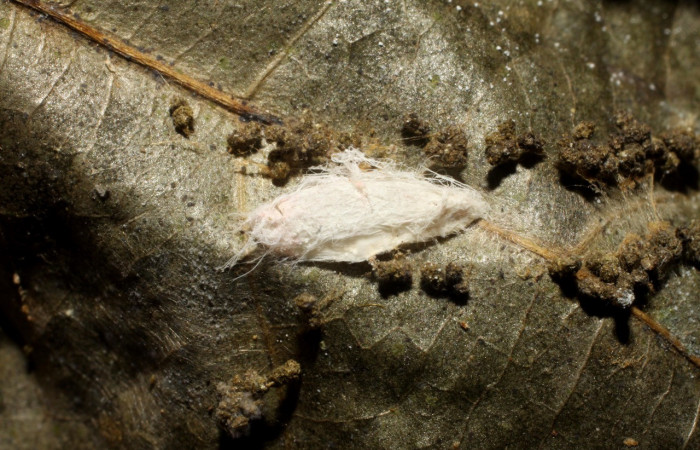 Figura 15. Capullo de parásito <i>Apanteles tiboshartae</i> (Braconidae) que ataca <i>Anadasmus</i> Janzen25 (Depressariidae), localidad Finca San Gabriel, Sector San Cristóbal ACG (645m). Voucher: 09-SRNP-6654-DHJ475007.jpg.