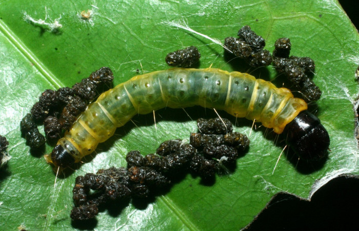 Figura 24. Larva <i>Anadasmus</i> Janzen16 (Depressariidae), último estadío (U) vista dorsal, localidad Cano Estación Biológica Quica, Sector Pitilla ACG (490m). Voucher: 09-SRNP-71867-DHJ465334.jpg.