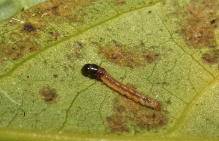 Figura 2. Larva <i>Anadasmus</i> Janzen25 (Depressariidae), tercer estadío (PPU) vista dorsal, localidad Sendero Rincón, Sector Rincón Rain Forest ACG (430m). Voucher: 12-SRNP-40990-DHJ489391.jpg.
