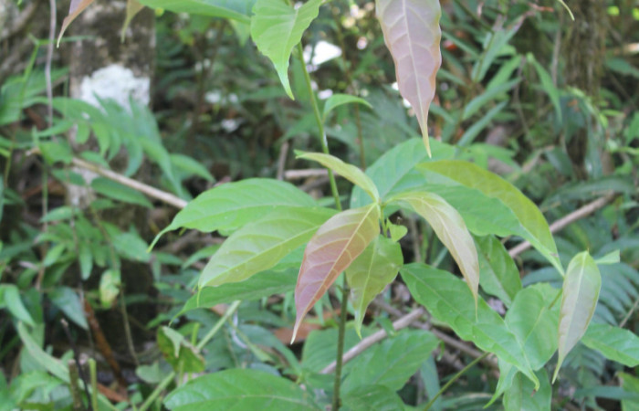 Figura 32. Planta hospedera de <i>Anadasmus</i> Janzen25 (Depressariidae), esta planta se llama <i>Nectandra hihua</i> (Lauraceae), localidad Medrano Estación Biológica Quica, Sector Pitilla ACG (380m), foto: Ricardo Calero 30 Marzo 2023. 