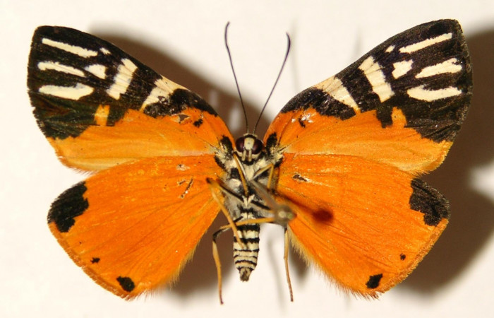 Fig. 2 Vista ventral de la hembra <i>Symmachia rubina</i> (Riodinidae). (04-SRNP-141-DHJ91917).