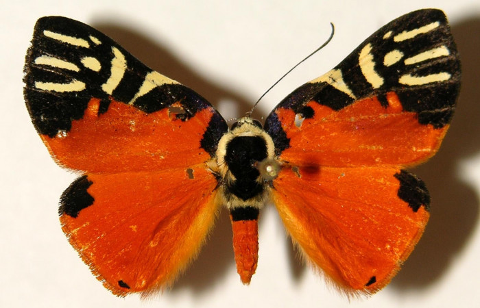 Fig. 3 Vista dorsal del macho <i>Symmachia rubina</i> (Riodinidae). (03-SRNP-10366-DHJ91918).