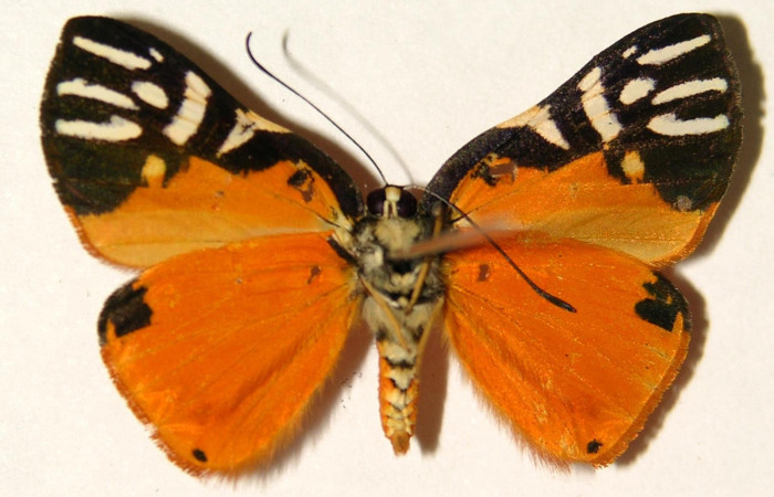 Fig. 4 Vista ventral del macho <i>ymmachia rubina</i> (Riodinidae). (03-SRNP-10366-DHJ91919).