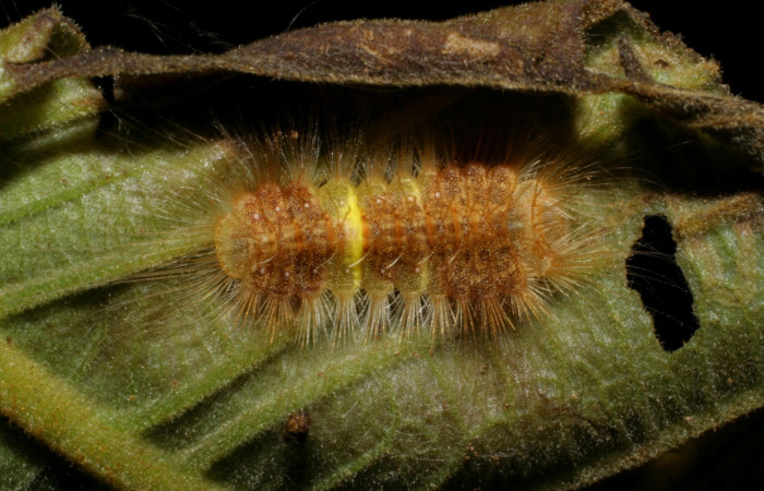 Fig. 5 Dorso de <i>Symmachia rubina</i> (Riodinidae). La Pasmompa Sector Pitilla, 12 de Enero 2008 (07-SRNP-34357-DHJ436776).