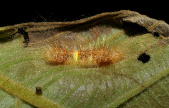 Fig. 6 Forma lateral de <i>Symmachia rubina</i> (Riodinidae). Pasmompa Sector Pitilla, 12 Enero 2008 (07-SRNP-34357-DHJ436779).