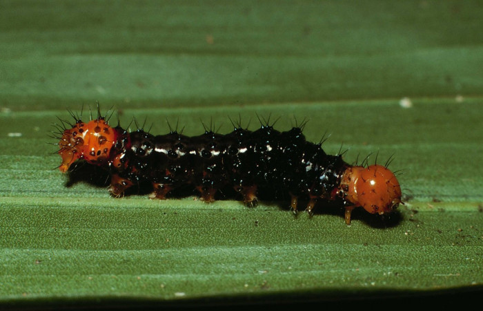 Figura 1. Larva <i>Dunama janewaldronae</i> (Notodontidae), color negro, posición lateral, último estadio, mide 24 mm aproximadamente. Planta hospedera <i>Geonoma cuneata</i>, (Arecaceae). Voucher: 02-SRNP-6497-DHJ65056.jpg.
