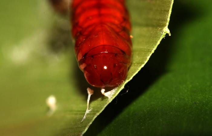 Figura 16. Pupa <i>Dunama janewaldronae</i> (Notodontidae),  color café rojizo, posición dorso frontal, mide 15 mm aproximadamente. Planta hospedera <i>Geonoma cuneata</i>, (Arecaceae). Voucher: 13-SRNP-30810-DHJ700972.jpg.