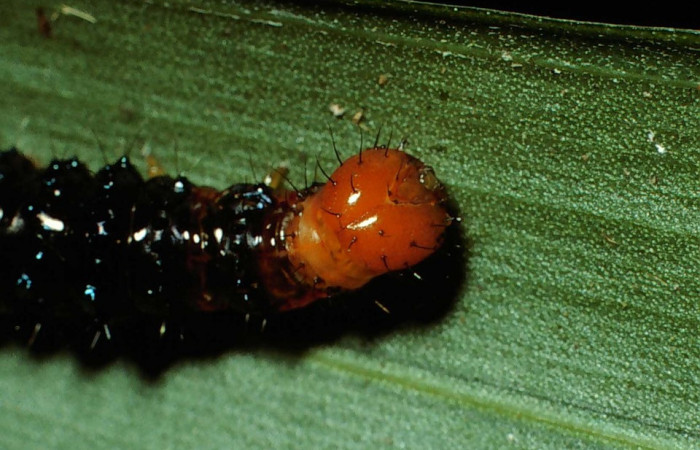 Figura 2. Larva <i>Dunama janewaldronae</i> (Notodontidae), color negro, posición frontal, último estadio, mide 24 mm aproximadamente. Planta hospedera <i>Geonoma cuneata</i>, (Arecaceae). Voucher: 02-SRNP-6497-DHJ65058.jpg.