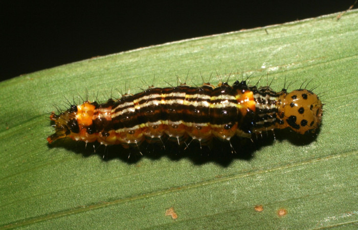Figura 22. Larva <i>Dunama jessiehillae</i> (Notodontidae), color amarillo con lineas negras en el dorso, posición dorsal, mide 20 mm aproximadamente. Planta hospedera <i>Chamaedorea tepejilote</i>, (Arecaceae). Voucher:06-SRNP-4941-DHJ410797.jpeg
