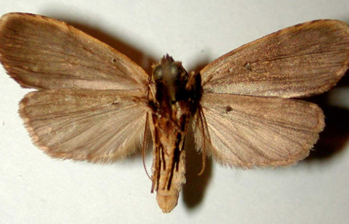 Figura 24. Adulto <i>Dunama jessiehillae</i> (Notodontidae), posición ventral, mide 27mm. Voucher: 99-SRNP-4116-DHJ32615.jpeg.