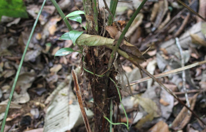 Figura 26. Planta <i>Geonoma cuneata</i> (Arecaceae), tallo, mide 1 metro de altura. Foto Jose Pérez, Marzo 2023.