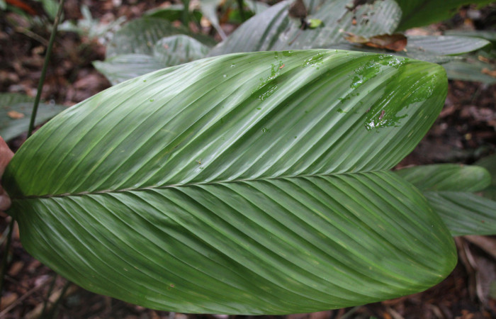 Figura 27. Planta <i>Geonoma cuneata</i> (Arecaceae), haz de la hoja, mede 40 cm. Foto Jose Pérez, Marzo 2023.