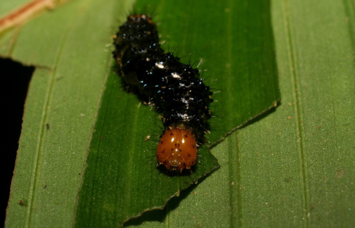 Figura 7. Larva <i>Dunama janewaldronae</i> (Notodontidae), color negro, posición frontal, último estadio, mide 24 mm aproximadamente. Planta hospedera <i>Geonoma cuneata</i>, (Arecaceae). Voucher: 06-SRNP-33847-DHJ416411.jpg.