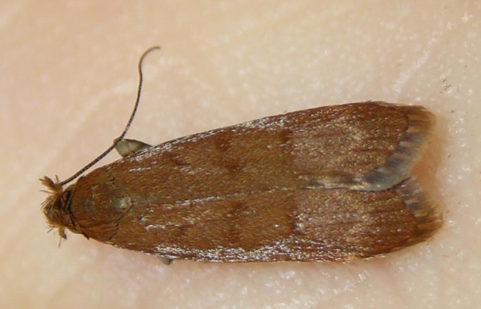 Figura 8. Adulto de <i>Dichomeris</i> Janzen356 (Gelechiidae), vista dorasl. Voucher 07-SRNP-3404-DHJ510575.jpg.