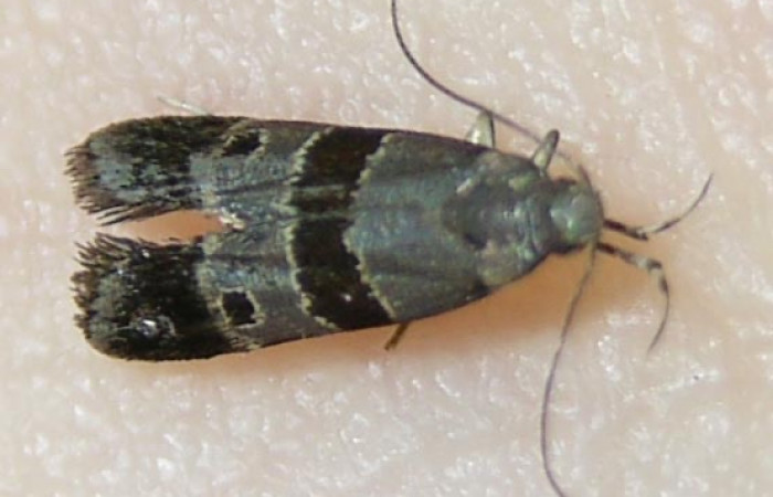 Figura 10. Adulto de <i>Dichomeris</i> Janzen76 (Gelechiidae), Vista dorsal 08-SRNP-70776-DHJ510409.jpg.