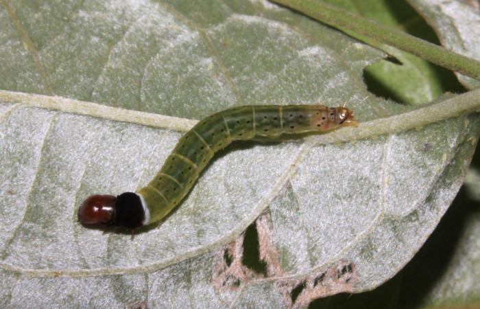 Figura 13. <i>Dichomeris</i> Janzen270
(Gelechiidae), penúltimo estadio, posición dorsal. Voucher 15-SRNP-30378-DHJ721695.jpg