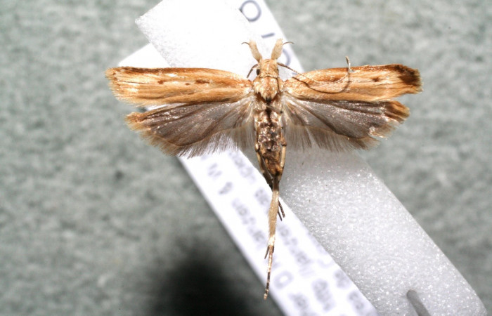 Figura 14. Adulto de <i>Dichomeris</i> Janzen270 (Gelechiidae), vista dorsal. Voucher 15-SRNP-30378-DHJ924901.jpg.