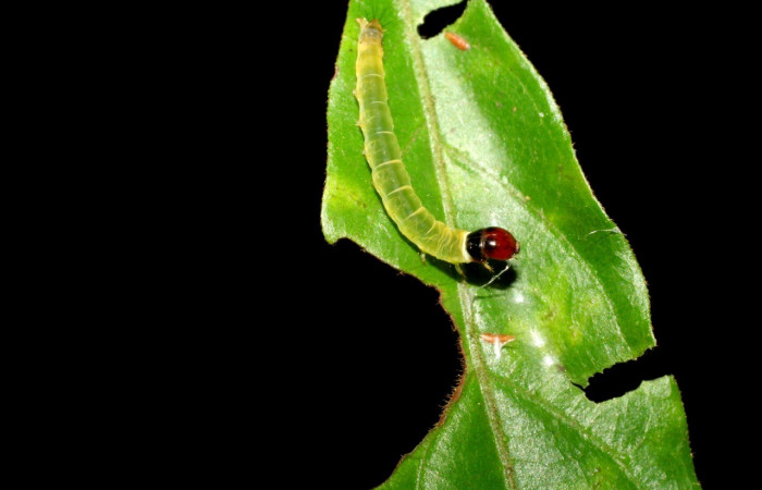 Figura 3. <i>Dichomeris</i> Janzen356 (Gelechiidae) posición dorsal, ultimo estadio, Sector San Cristóbal. Voucher 07-SRNP-3404-DHJ426208.jpg.