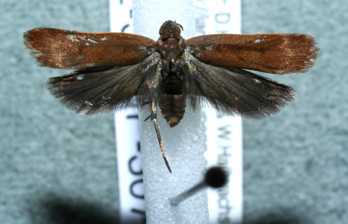 Figura 7. Adulto de <i>Dichomeris</i> Janzen356 (Gelechiidae), vista dorasl. Voucher 12-SRNP-3073-DHJ567903.jpg.
