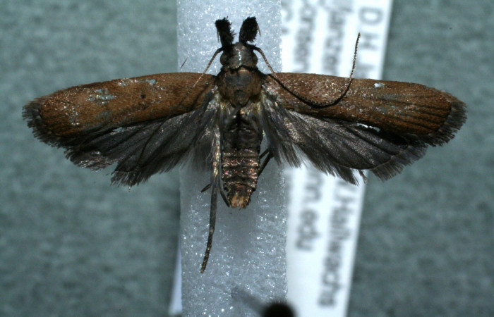 Figura 12. Adulto <i>Dichomeris</i> Janzen822 (Gelechiidae), Vista dorsal. Voucher 12-SRNP-43977-DHJ566655.jpg. jpg.