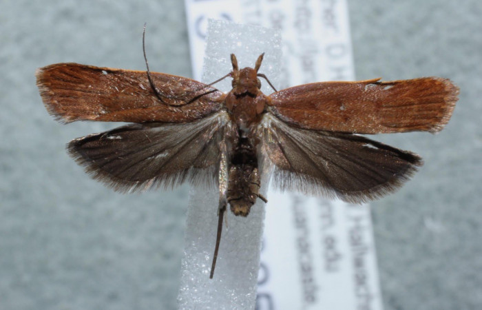 Figura 1. Adulto <i>Dichomeris</i> Janzen356 (Gelechiidae),
 vista dorsal. Voucher 13-SRNP-3253-DHJ582134.jpg.