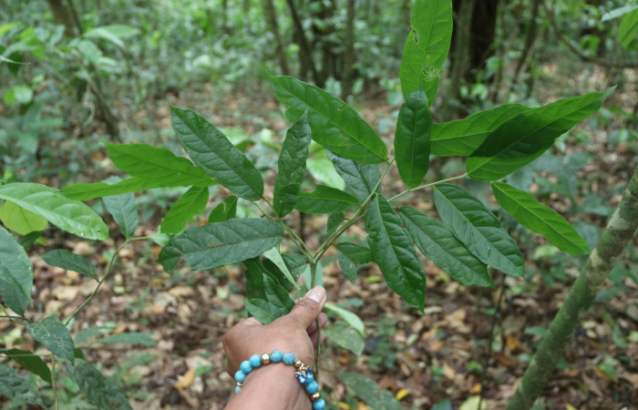 Figura 15. <i>Mortoniodendron costaricense</i> (Malvaceae), planta hospedera de <i>Dichomeris</i> Janzen356 (Gelechiidae). Estación San Gerardo. Foto Gloria Sihezar. 31marzo 2023.
