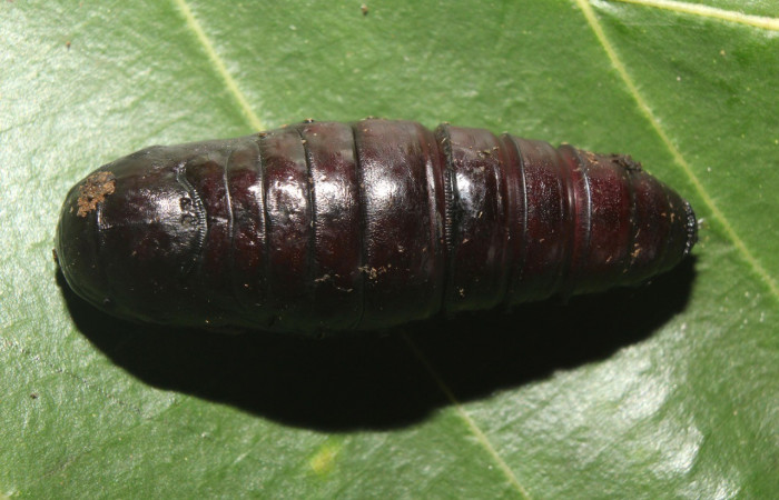 Figura 10. Pupa <i>Crinodes</i> ritsemaeDHJ02 (Notodontidae). (18-SRNP-70418-DHJ741820.jpg).