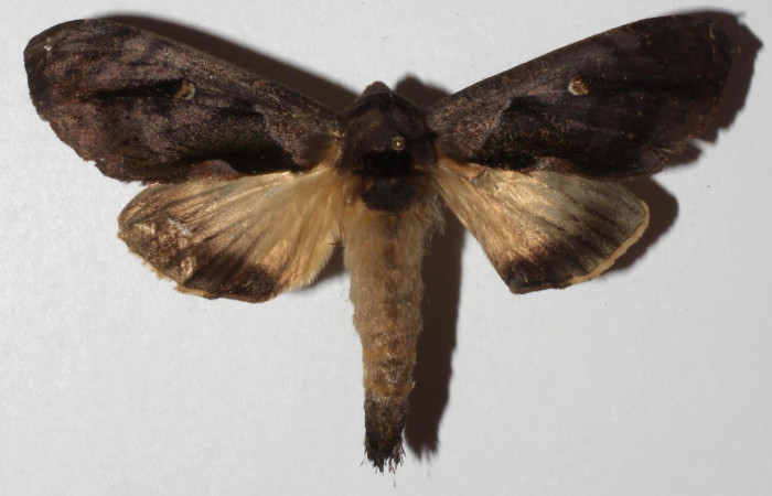 Figura 11. Adulto <i>Crinodes</i> ritsemaeDHJ02 (Notodontidae), posición vista dorsal. (18-SRNP-30901-DHJ940998).