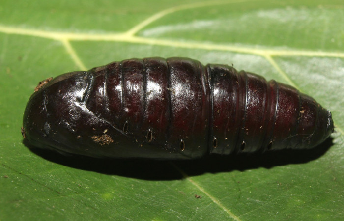Figura 15. Pupa <i>Crinodes</i> ritsemaeDHJ02 (Notodontidae). (18-SRNP-70418-DHJ741821.jpg).