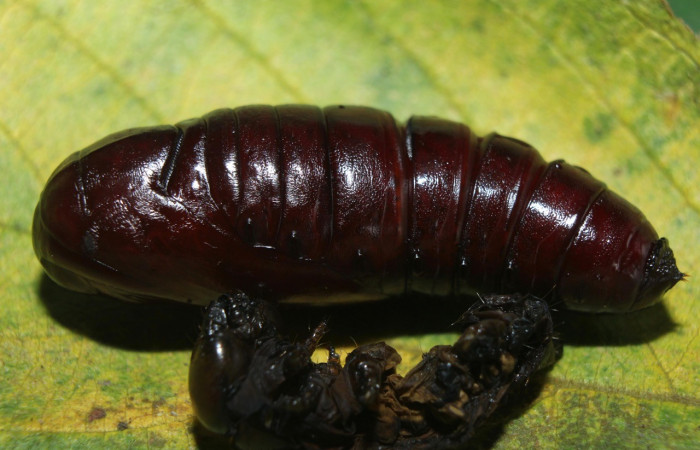 Figura 16. Pupa <i>Crinodes besckei</i> (Notodontidae). (15-SRNP-71120-DHJ727589.jpg).