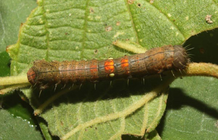 Figura 1. Dorsal entero <i>Crinodes</i> ritsemaeDHJ02, (Notodontidae), en la planta <i>Gouania polygama</i> (Rhamnaceae). Sector Pitilla. Medrano (elevación 380 metros). Colectada 22 mayo 2018. (18-SRNP-70418-DHJ741770.jpg).