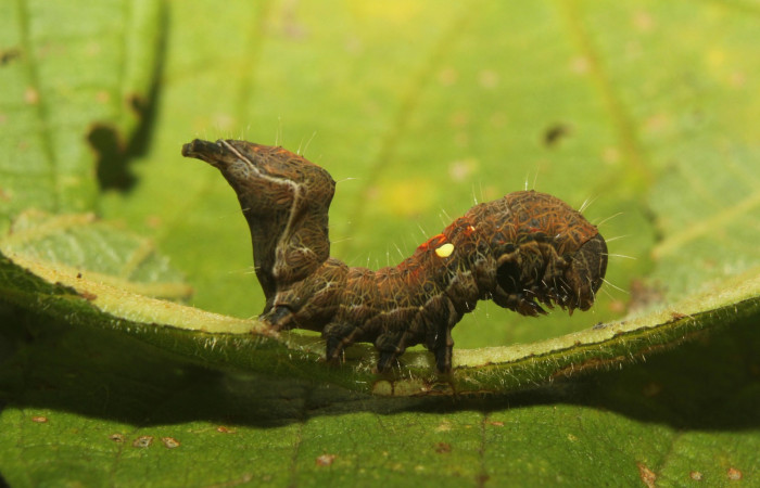 Figura 2. Lateral entero <i>Crinodes</i> ritsemaeDHJ02, (Notodontidae), en la planta <i>Gouania polygama</i> (Rhamnaceae). Sector Pitilla. Medrano (elevación 380 metros). Colectada 22 mayo 2018. (18-SRNP-70418-DHJ741765.jpg).
