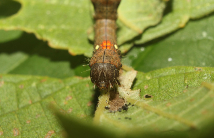 Figura 4.Cabeza <i>Crinodes</i> ritsemaeDHJ02, (Notodontidae), en la planta <i>Gouania polygama</i> (Rhamnaceae). Sector Pitilla. Medrano (elevación 380 metros). Colectada 22 mayo 2018. (18-SRNP-70418-DHJ741767.jpg).