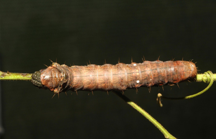 Figura 5.Dorsal entero <i>Crinodes</i> ritsemaeDHJ02, (Notodontidae), en la planta <i>Gouania polygama</i> (Rhamnaceae). Sector Pitilla. Medrano (elevación 380 metros). Colectada 22 mayo 2018. (18-SRNP-70418-DHJ741812.jpg).