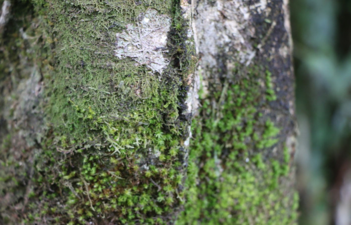 Figura. 11 Corteza, <i>Miconia  trinervia</i>, (Melastomataceae). Area de Conservación Guanacaste. Sector Rincón Rain Forest. Selva, (elevación 410 metros), colectada el 26 de marzo 2023. Foto, Jorge Hernández. 