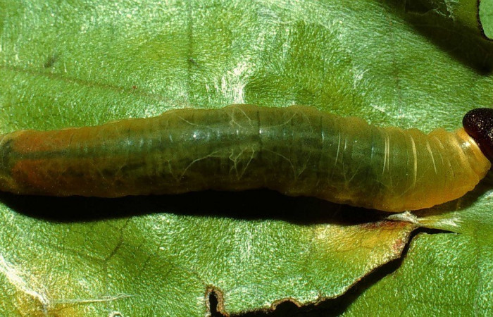 Figura. 12 Larva <i>Cyclosemia</i> Burns01 (Hesperiidae), posición dorsal entero alimentándose en <i>Miconia trinervia</i>, (Melastomataceae). (02-SRNP-7060-DHJ66113.jpg). 
