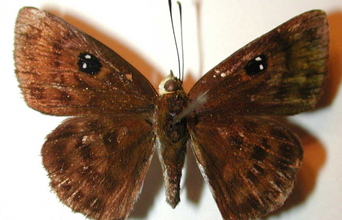 Figura. 13 Adulto <i>Cyclosemia</i> Burns01 (Hesperiidae), posición vista dorsal entero. (00-SRNP-14207-DHJ32916). 