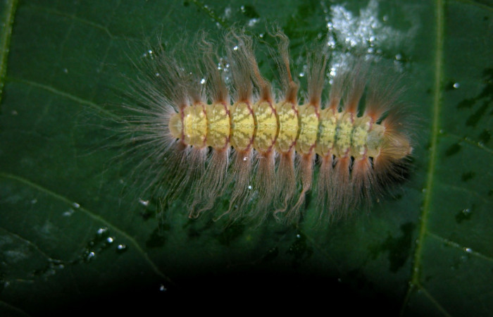 Figura. 14 Larva <i>Symmachia triclolor</i> (Riodinidae), posición dorsal entero alimentándose en <i>Miconia trinervia</i>, (Melastomataceae). (04-SRNP-43101-DHJ401785.jpg). 
