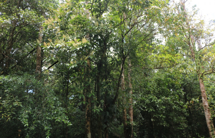 Figura. 1 Habitad, <i>Miconia  trinervia</i>, (Melastomataceae). Area de Conservación Guanacaste. Sector Rincón Rain Forest. Selva, (elevación 410 metros), colectada el 26 de marzo 2023. Foto, Jorge Hernández. 


