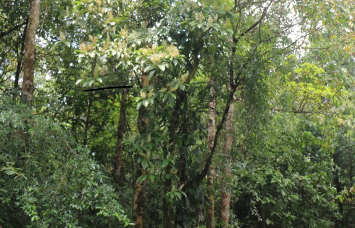 Figura. 2 Habitad, <i>Miconia  trinervia</i>, (Melastomataceae). Area de Conservación Guanacaste. Sector Rincón Rain Forest. Selva, (elevación 410 metros), colectada el 26 de marzo 2023. Foto, Jorge Hernández. 
