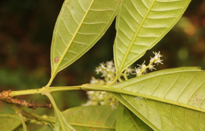 Figura. 3 Posición de hojas, <i>Miconia  trinervia</i>, (Melastomataceae). Area de Conservación Guanacaste. Sector Rincón Rain Forest. Selva, (elevación 410 metros), colectada el 26 de marzo 2023. Foto, Jorge Hernández. 
