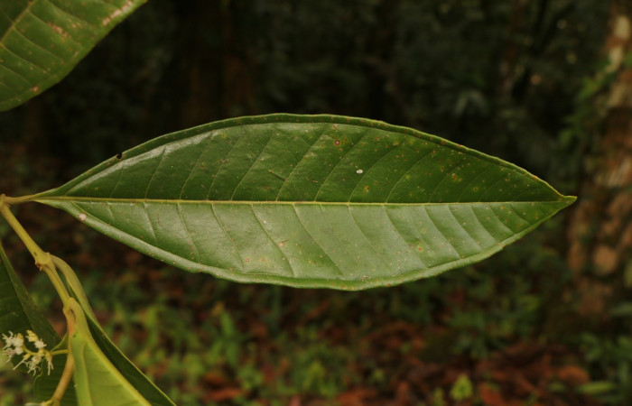 Figura. 4 Haz, <i>Miconia  trinervia</i>, (Melastomataceae). Area de Conservación Guanacaste. Sector Rincón Rain Forest. Selva, (elevación 410 metros), colectada el 26 de marzo 2023. Foto, Jorge Hernández. 
